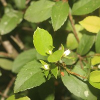 Rhaphiolepis indica (L.) Lindl.